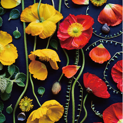 Botanic Poppy