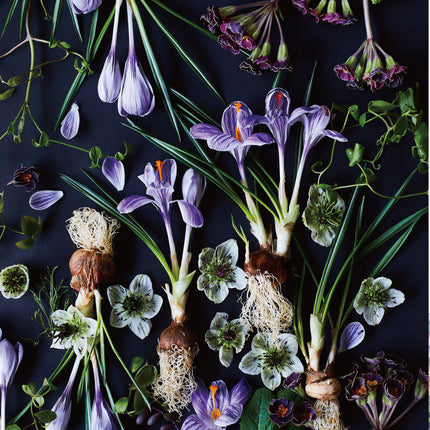 Botanic Crocus
