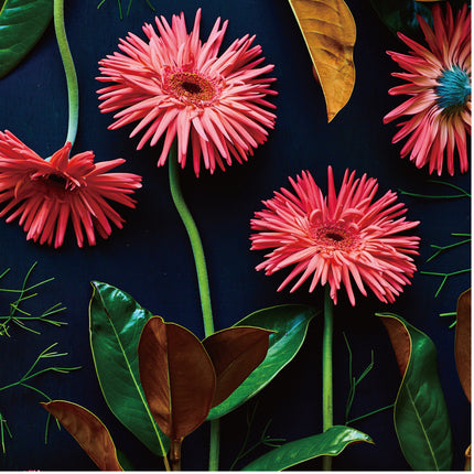 Botanic Daisy