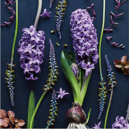 Botanic Hyacinth
