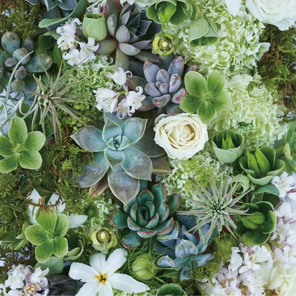 Botanic Succulents