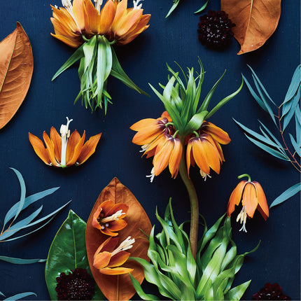 Botanic Fritillaria