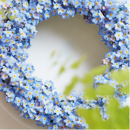 Forget me not forget-me-not