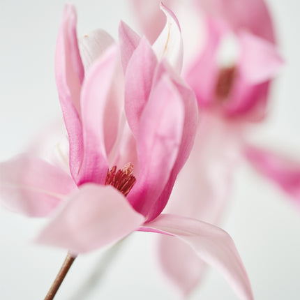 Magnolia