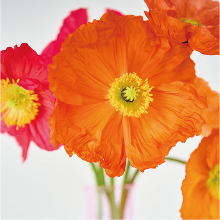 Orange Poppy