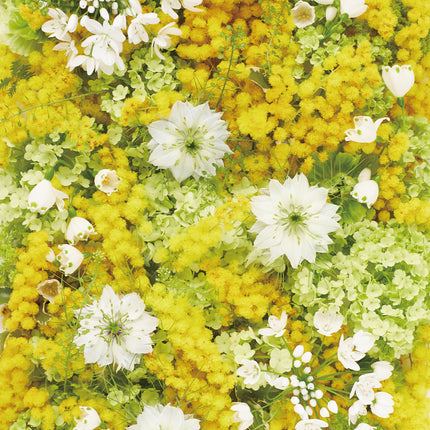 Mimosa Yellow