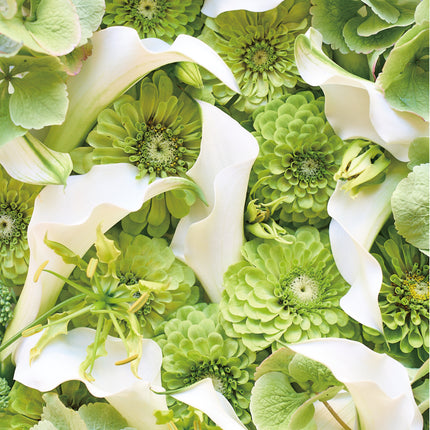 Zinnia Green　ジニアグリーン