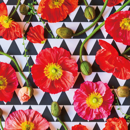 Geometric Poppy　ジオメトリックポピー