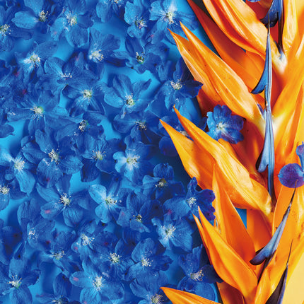 Bicolor Strelitzia　ストレチア