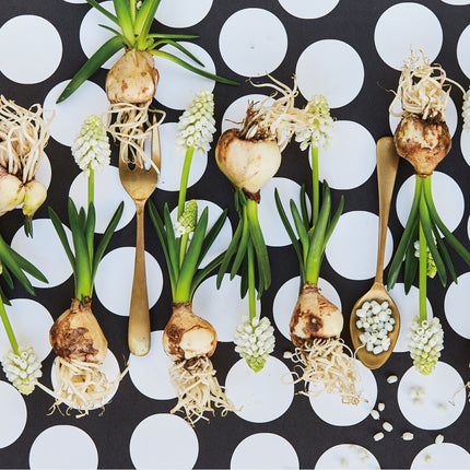Silver Muscari　ムスカリ